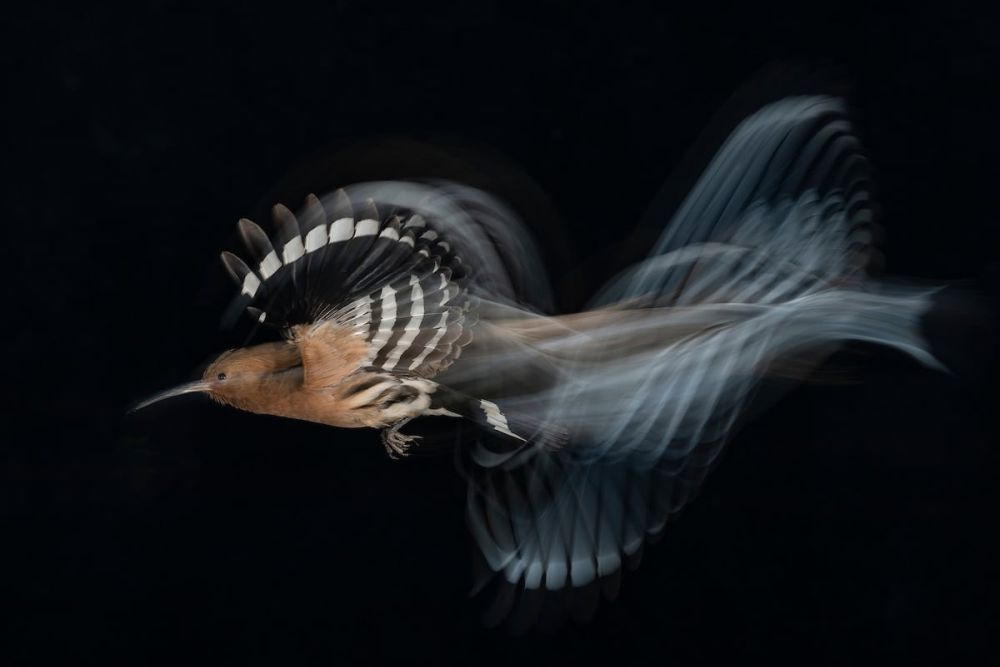 Bird Photographer of the Year Brings Mesmerizing Pictures of Avian Species