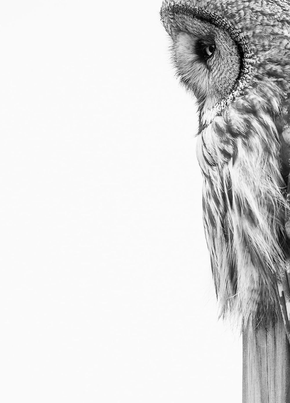 Bird Photographer of the Year Brings Mesmerizing Pictures of Avian Species