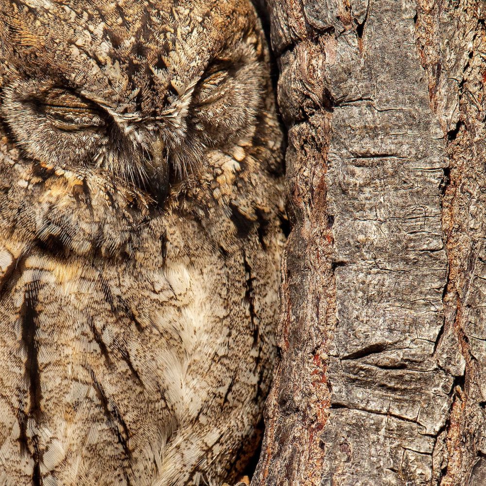 Bird Photographer of the Year Brings Mesmerizing Pictures of Avian Species