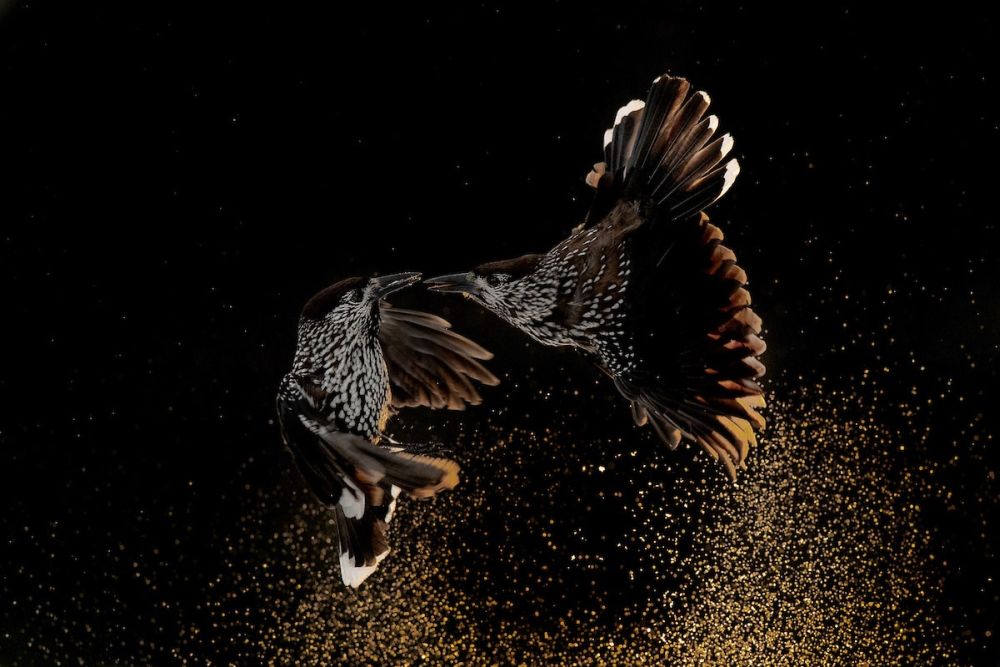 Bird Photographer of the Year Brings Mesmerizing Pictures of Avian Species