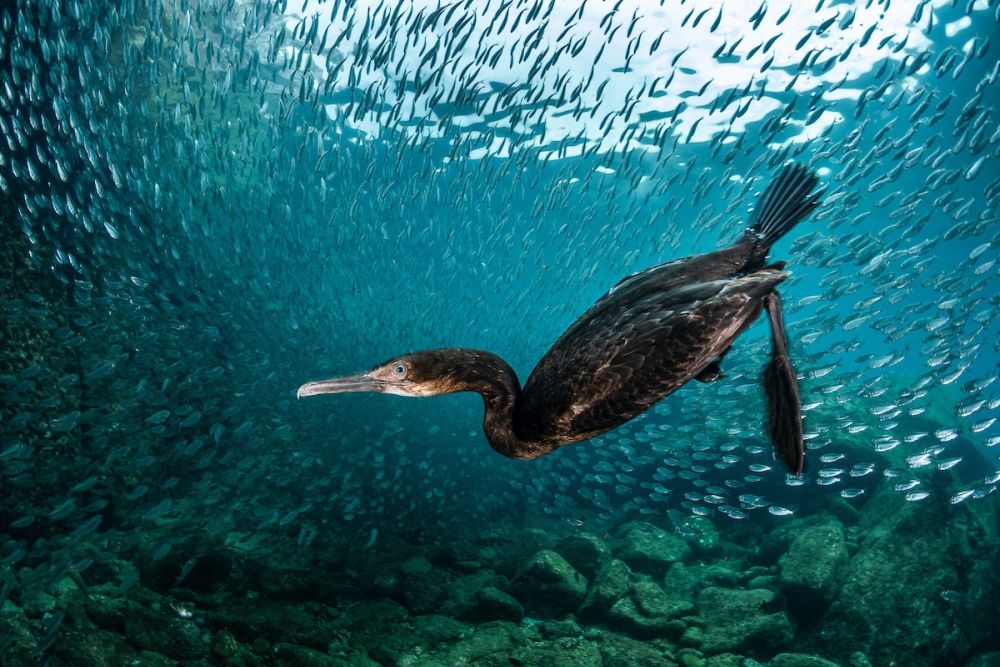 Bird Photographer of the Year Brings Mesmerizing Pictures of Avian Species