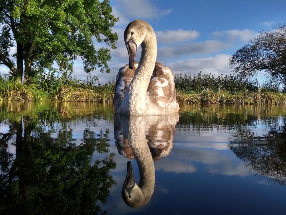 Bird Photographer of the Year Brings Mesmerizing Pictures of Avian Species