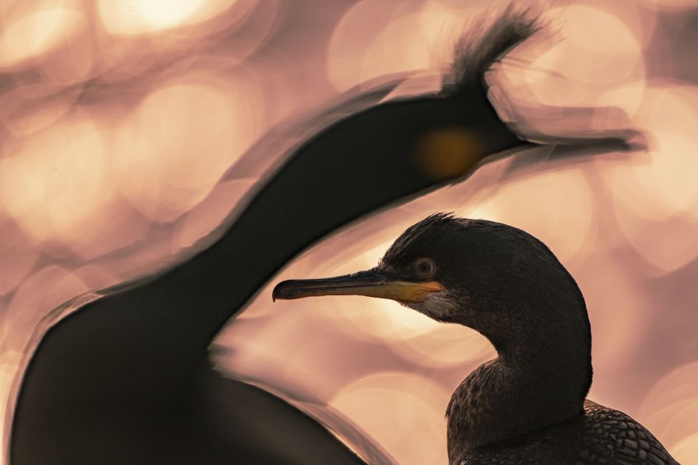 Bird Photographer of the Year Brings Mesmerizing Pictures of Avian Species