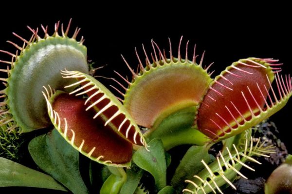 Marvelous Carnivorous Plants are Threatened by Imminent Extinction 