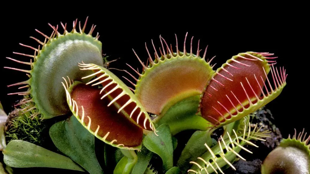 Marvelous Carnivorous Plants are Threatened by Imminent Extinction 