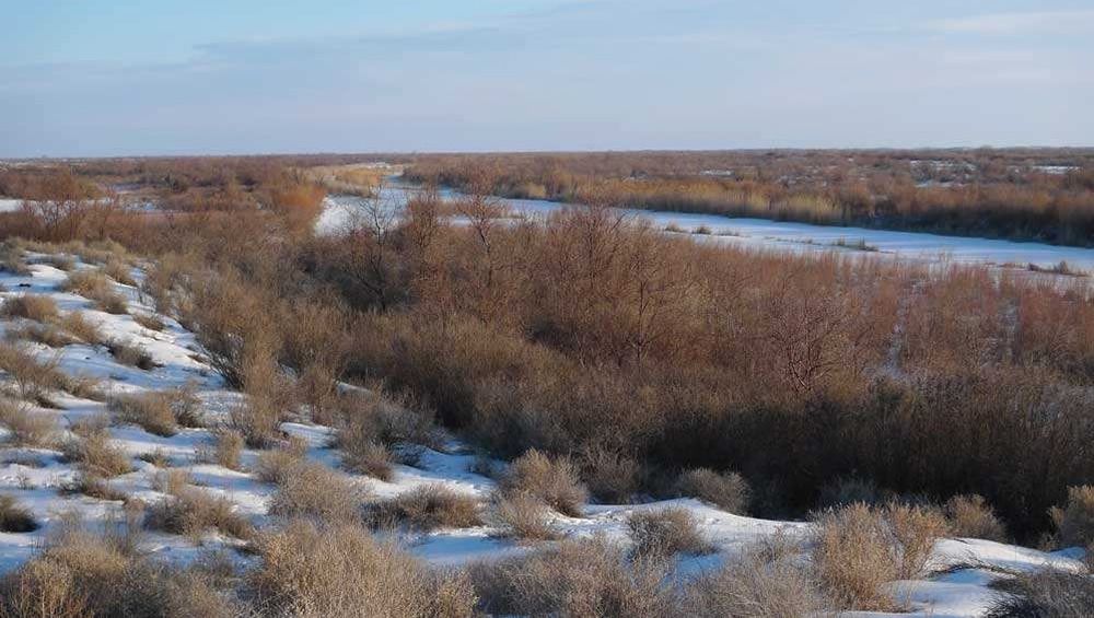 Caspian Tiger: Could the Big Cat make a Comeback from Extinction?