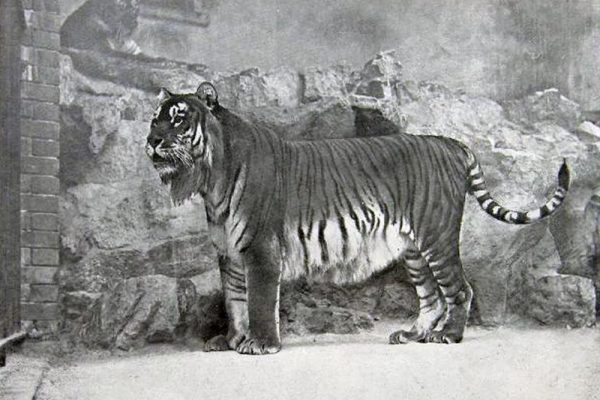 Caspian Tiger: Could the Big Cat make a Comeback from Extinction?