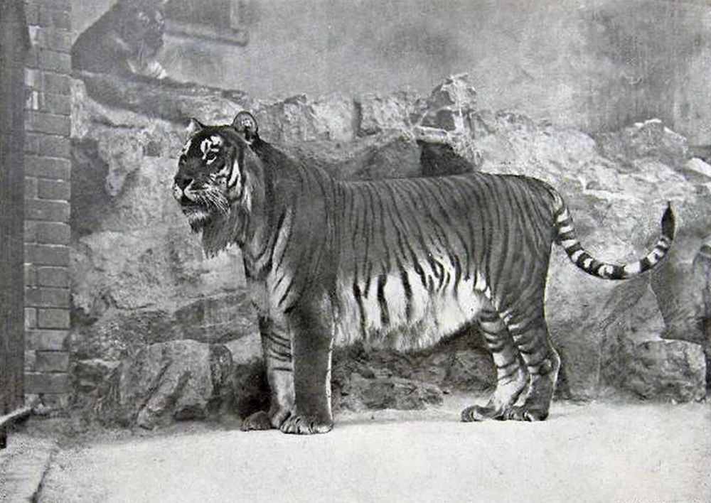 Caspian Tiger: Could the Big Cat make a Comeback from Extinction?
