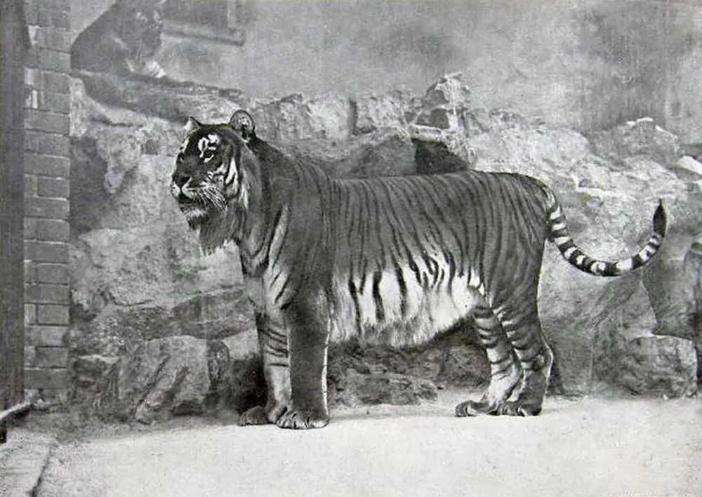 Caspian Tiger: Could the Big Cat make a Comeback from Extinction?