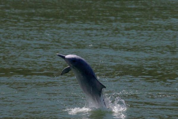 Murder of Gangetic Dolphin in Utter Pradesh