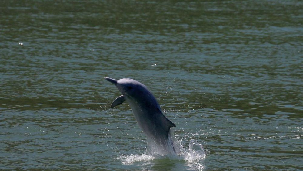 Dolphins Return to Hong Kong Waters as Pandemic Reduces Water Traffic