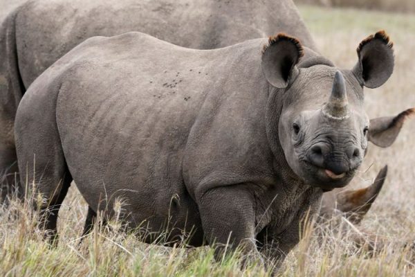FIT to Protect Black Rhinos in Namibia