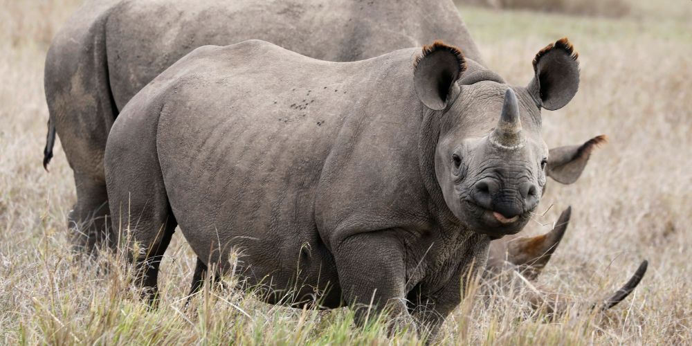 FIT to Protect Black Rhinos in Namibia