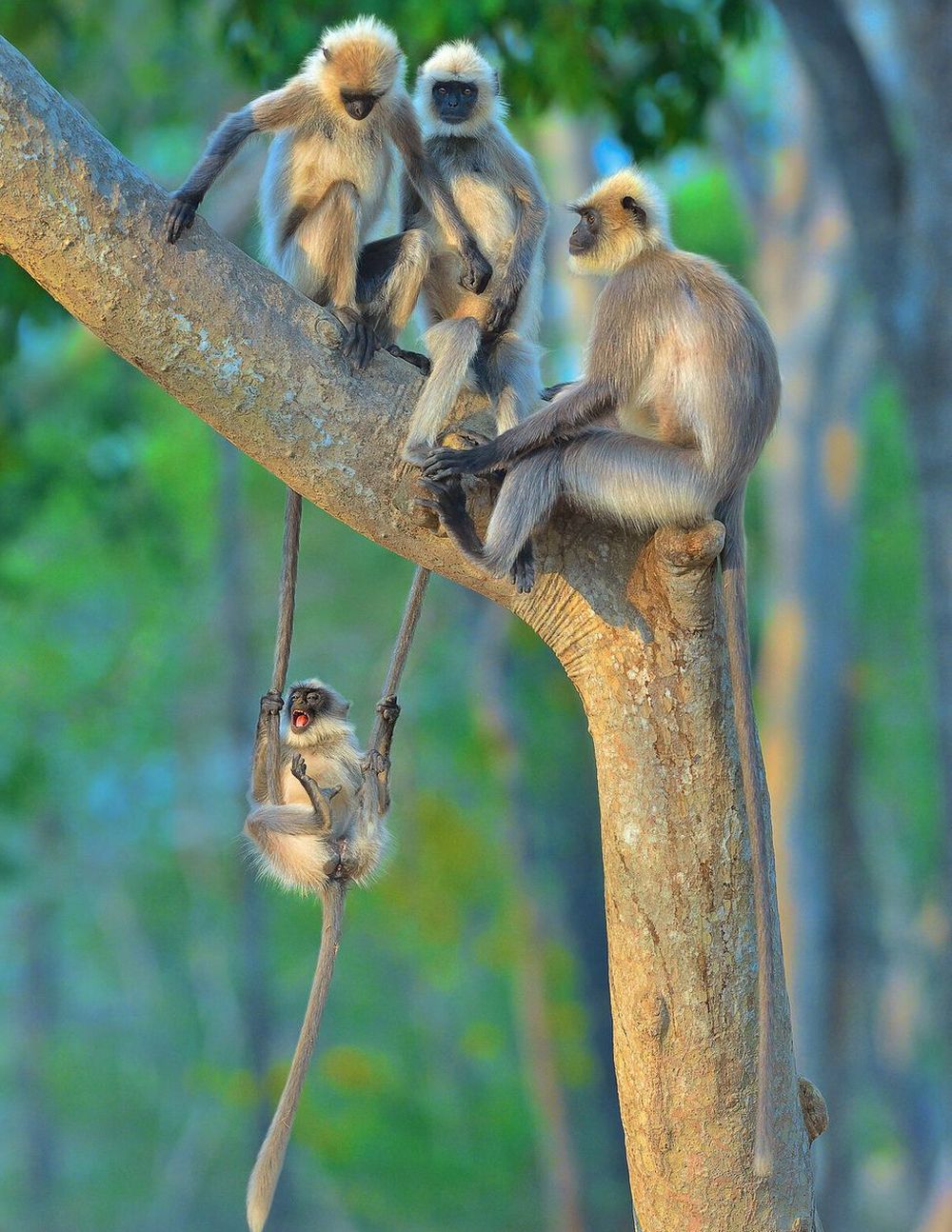 Finalists of the Comedy Wildlife Photography Awards 2020 are Delightfully Hilarious 