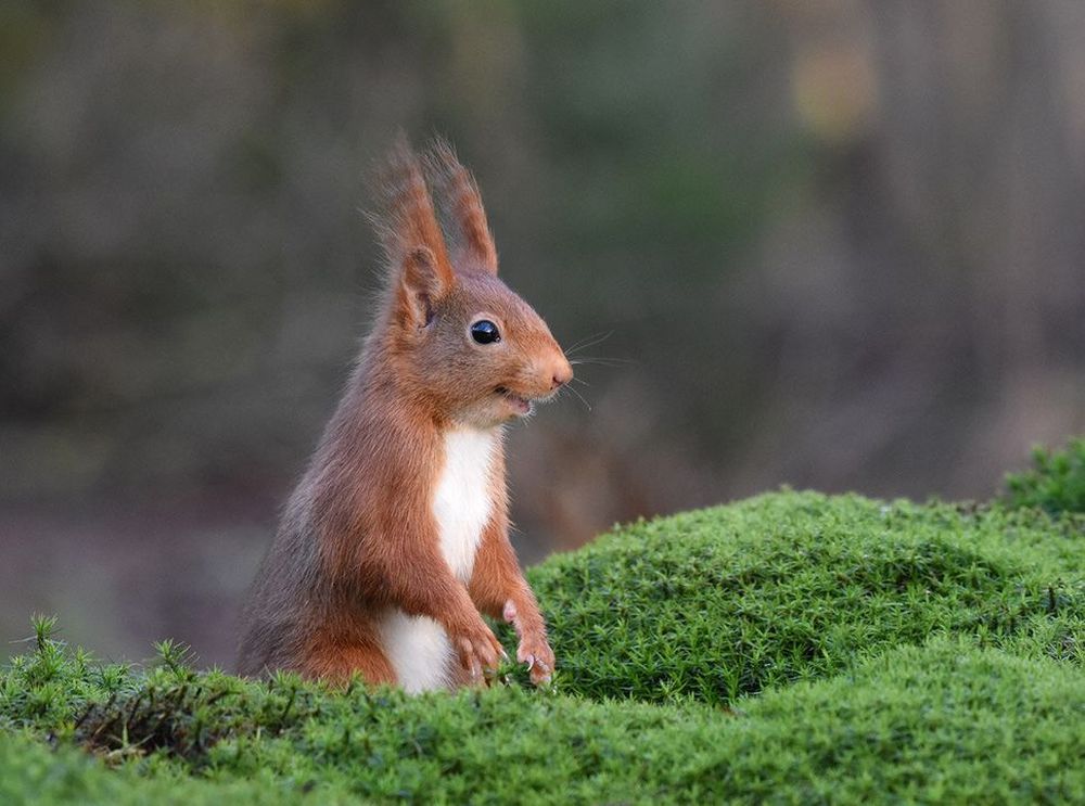 Finalists of the Comedy Wildlife Photography Awards 2020 are Delightfully Hilarious 