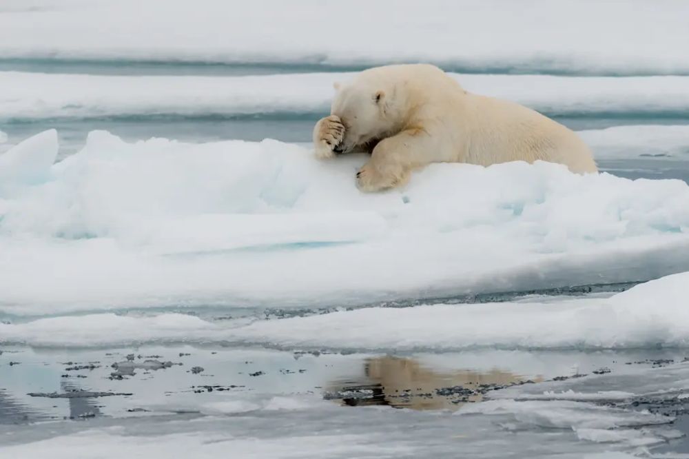 Finalists of the Comedy Wildlife Photography Awards 2020 are Delightfully Hilarious 