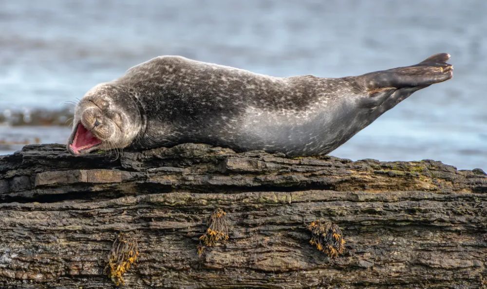 Finalists of the Comedy Wildlife Photography Awards 2020 are Delightfully Hilarious 