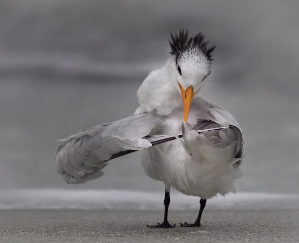 Finalists of the Comedy Wildlife Photography Awards 2020 are Delightfully Hilarious 