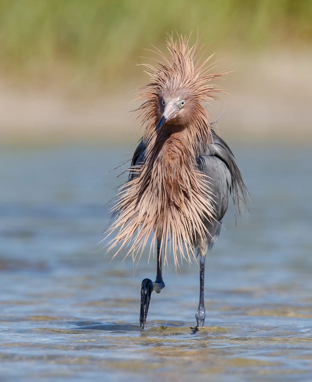 Finalists of the Comedy Wildlife Photography Awards 2020 are Delightfully Hilarious 