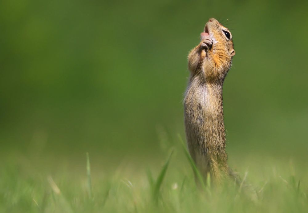 Finalists of the Comedy Wildlife Photography Awards 2020 are Delightfully Hilarious 