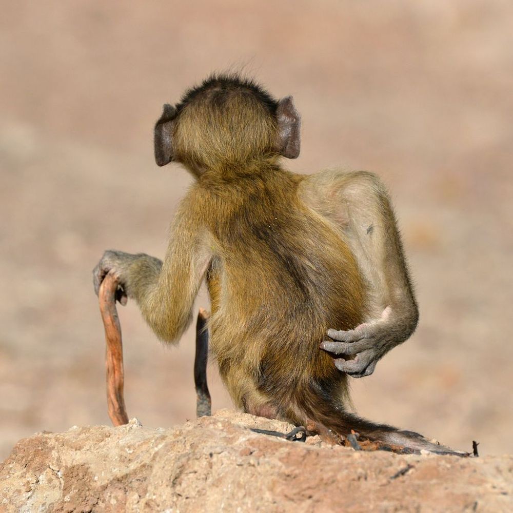 Finalists of the Comedy Wildlife Photography Awards 2020 are Delightfully Hilarious 