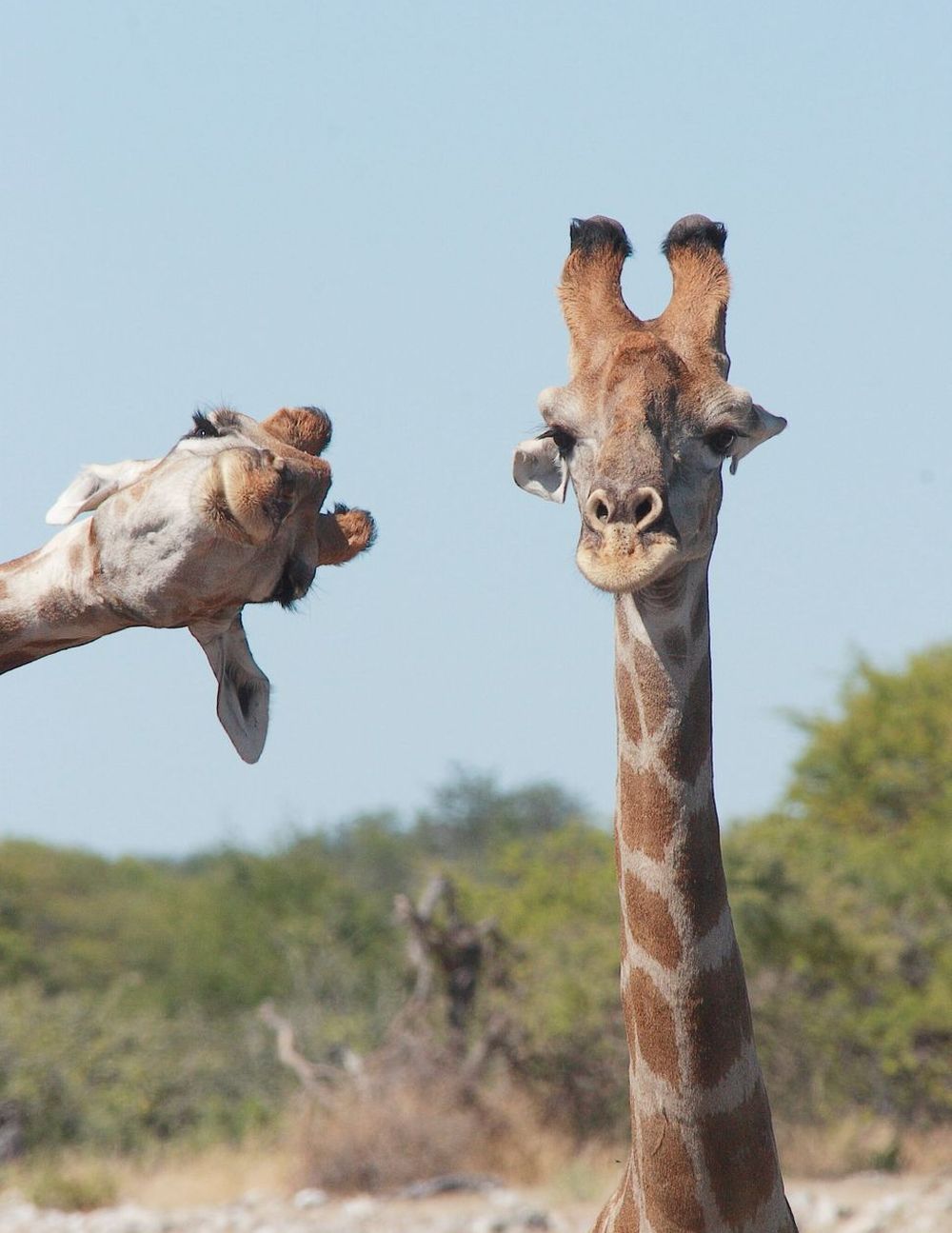 Finalists of the Comedy Wildlife Photography Awards 2020 are Delightfully Hilarious 