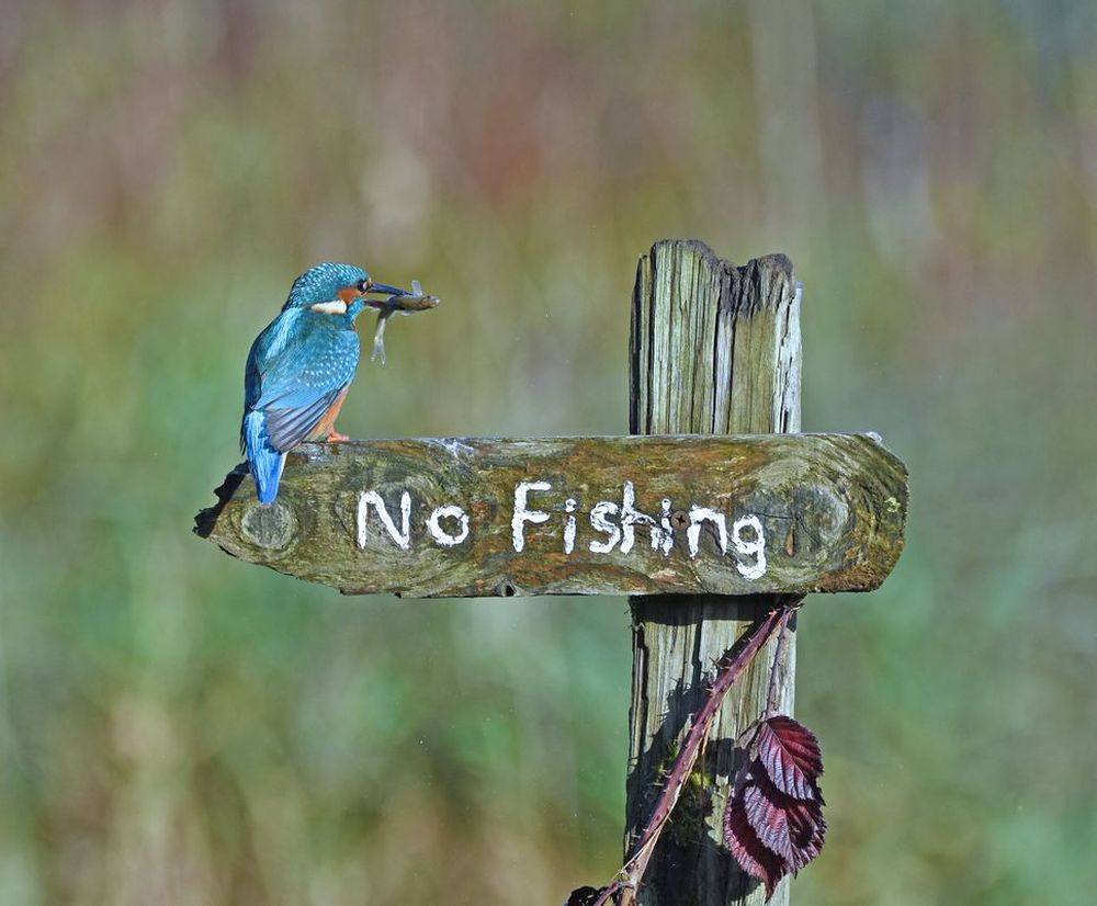 Finalists of the Comedy Wildlife Photography Awards 2020 are Delightfully Hilarious 