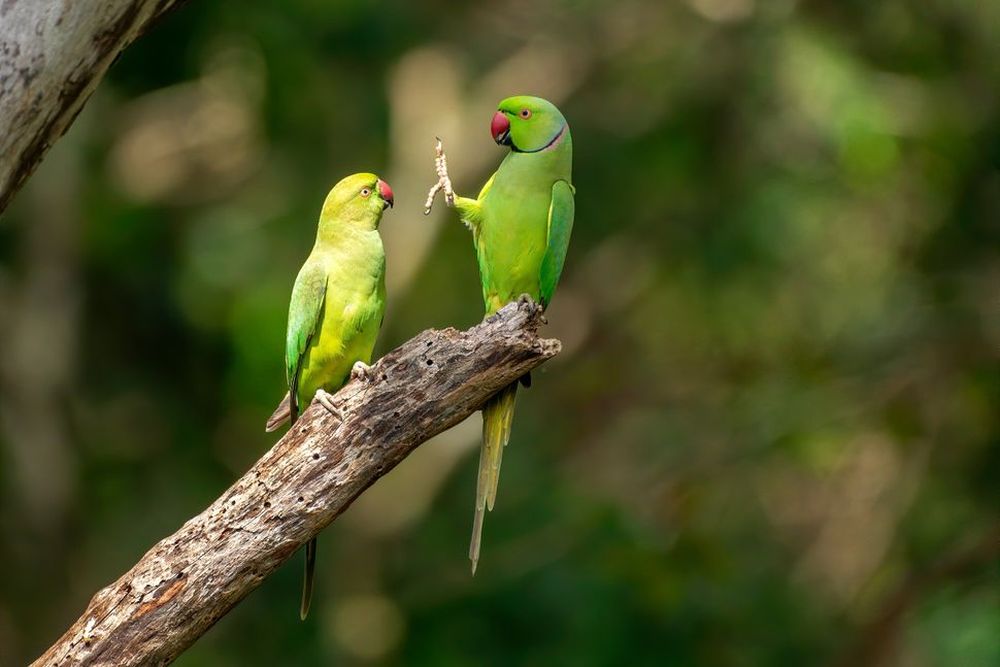 Finalists of the Comedy Wildlife Photography Awards 2020 are Delightfully Hilarious 