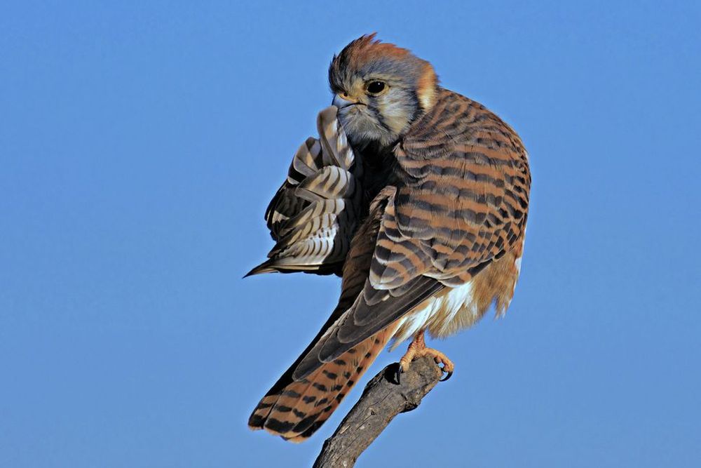 Finalists of the Comedy Wildlife Photography Awards 2020 are Delightfully Hilarious 