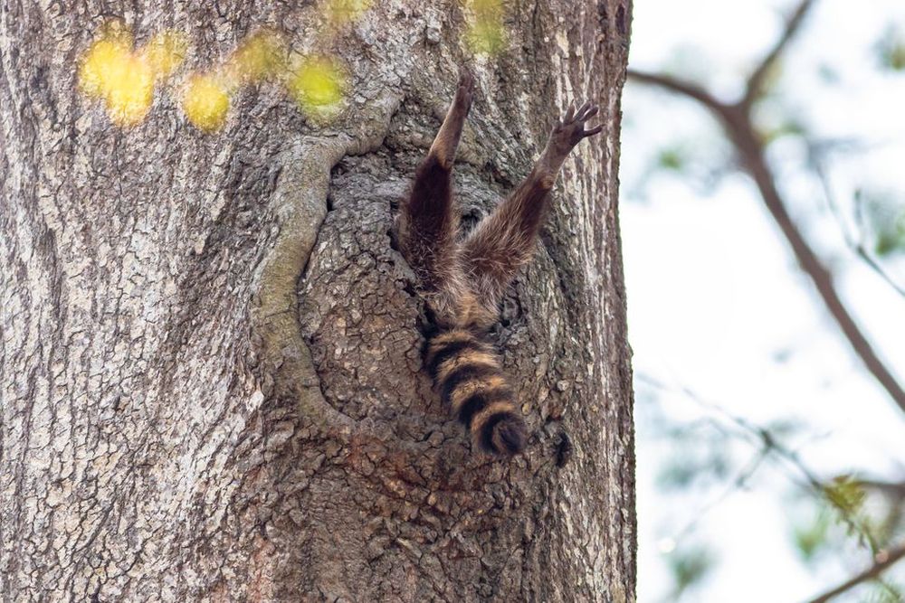 Finalists of the Comedy Wildlife Photography Awards 2020 are Delightfully Hilarious 