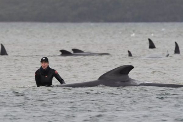 Rescuers Attempt to Save Stranded Whales on Sandbar off Tasmania