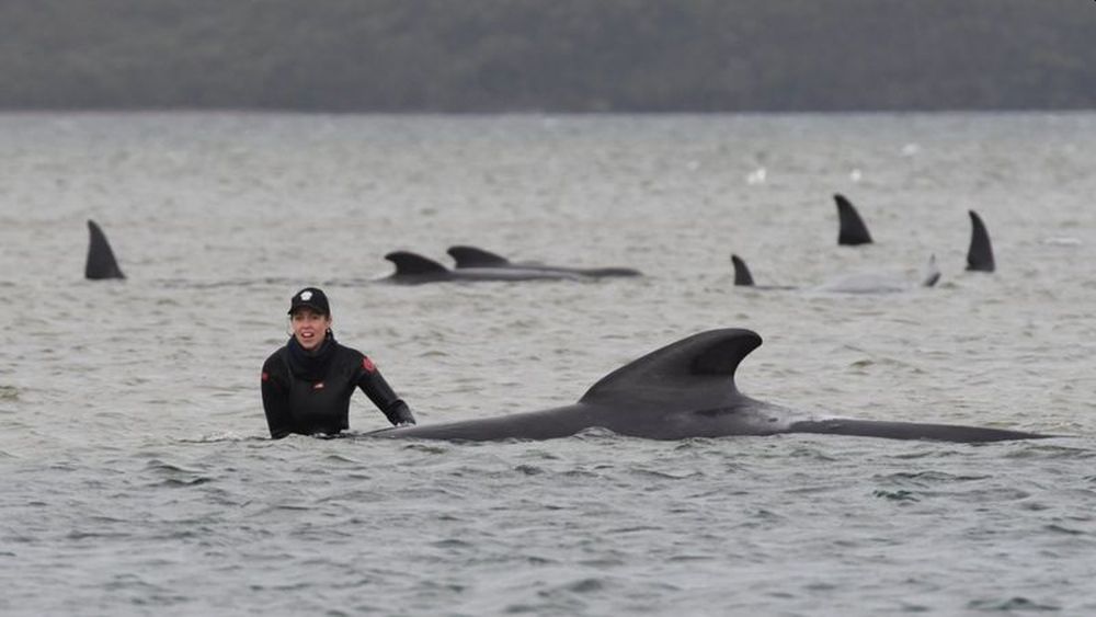 Rescuers Attempt to Save Stranded Whales on Sandbar off Tasmania