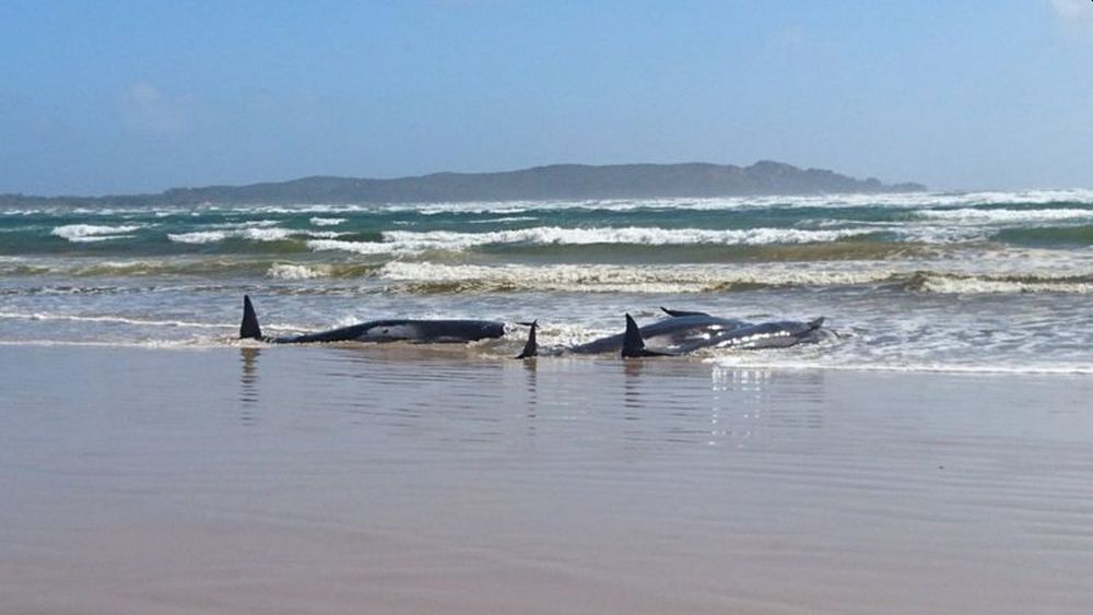 Rescuers Attempt to Save Stranded Whales on Sandbar off Tasmania