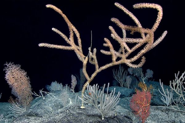 Researchers Discover Coral Reef Oasis in Depths of North Pacific Ocean