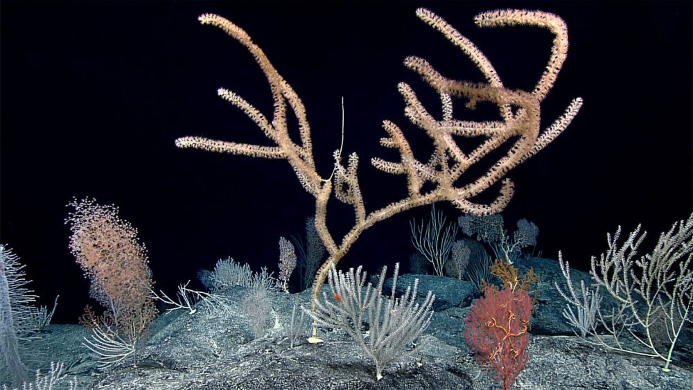 Researchers Discover Coral Reef Oasis in Depths of North Pacific Ocean