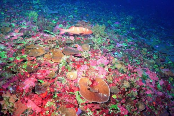 Scientists Find New Coral Species in Great Barrier Reef