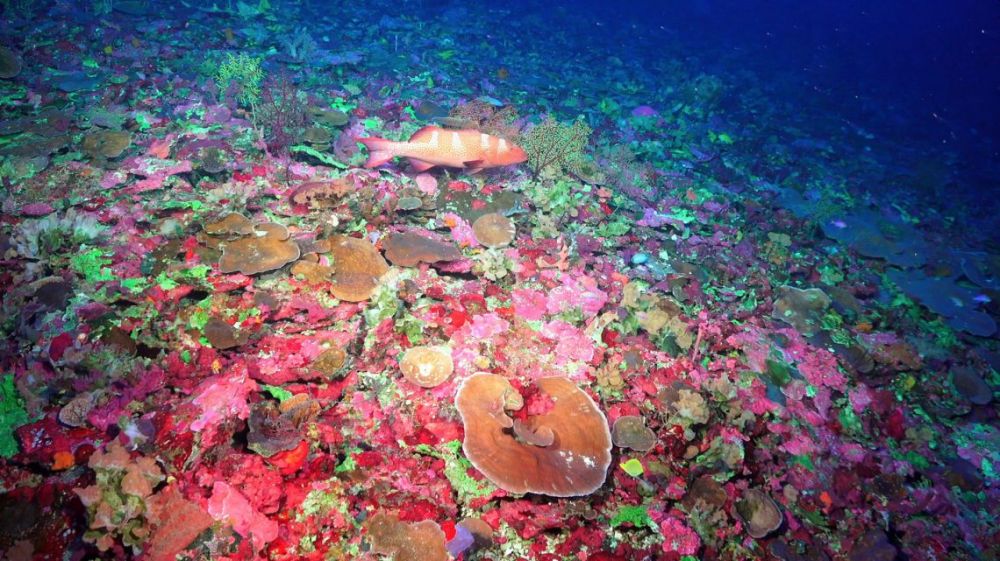 Scientists Find New Coral Species in Great Barrier Reef