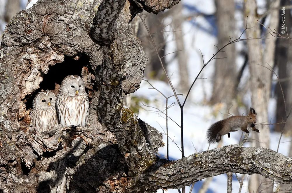 Wildlife Photographer of the Year 2020 Gives Gorgeous Glimpse of Natural World