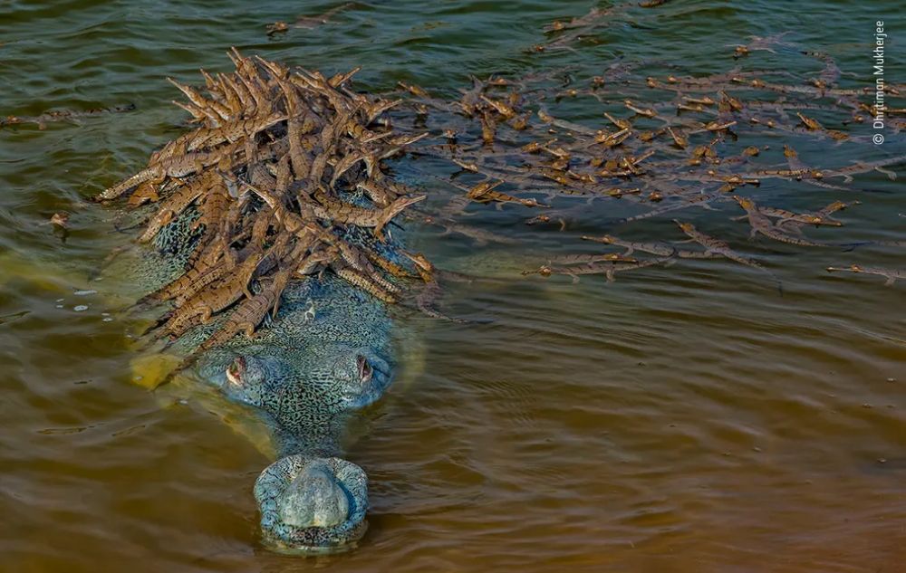Wildlife Photographer of the Year 2020 Gives Gorgeous Glimpse of Natural World