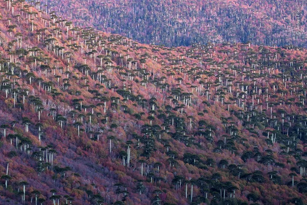 Wildlife Photographer of the Year 2020 Gives Gorgeous Glimpse of Natural World