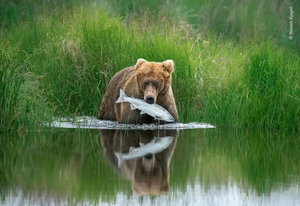 Wildlife Photographer of the Year 2020 Gives Gorgeous Glimpse of Natural World