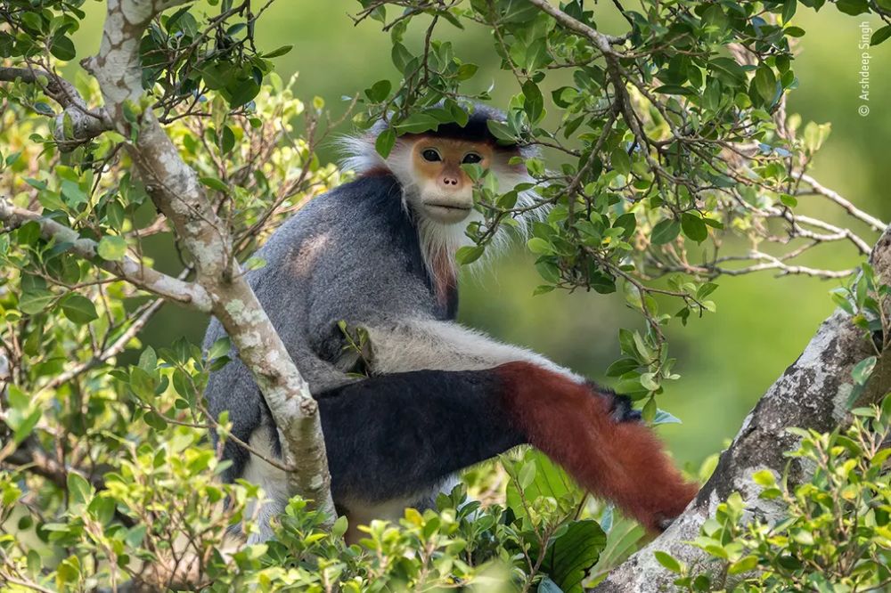 Wildlife Photographer of the Year 2020 Gives Gorgeous Glimpse of Natural World