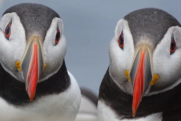 Wildlife Photographer of the Year 2020 Gives Gorgeous Glimpse of Natural World