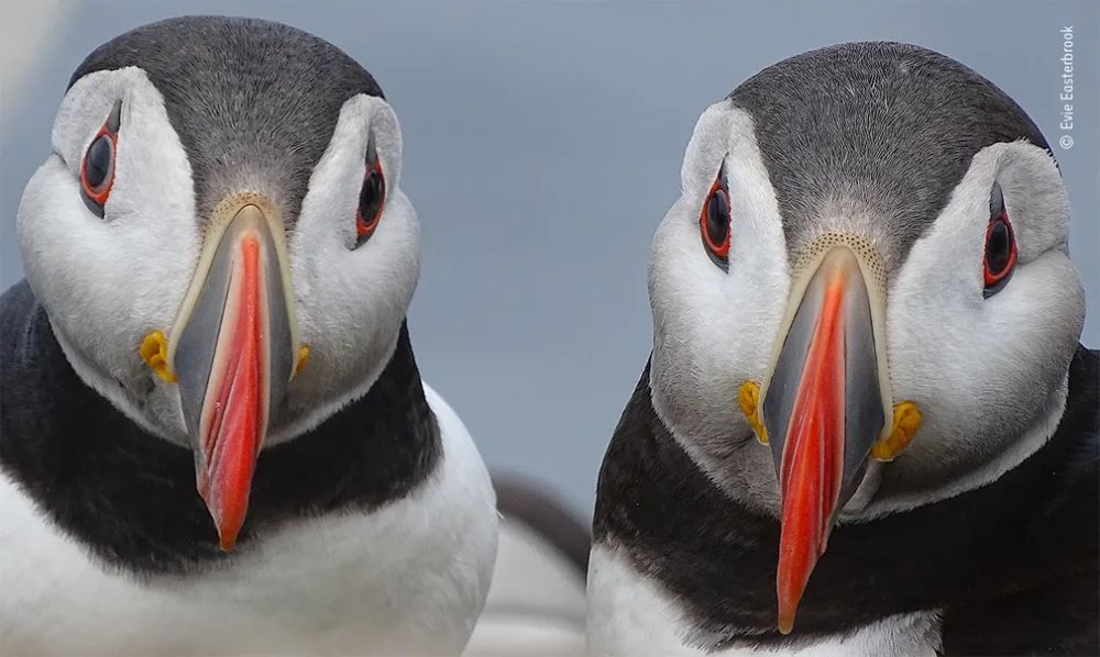 Wildlife Photographer of the Year 2020 Gives Gorgeous Glimpse of Natural World