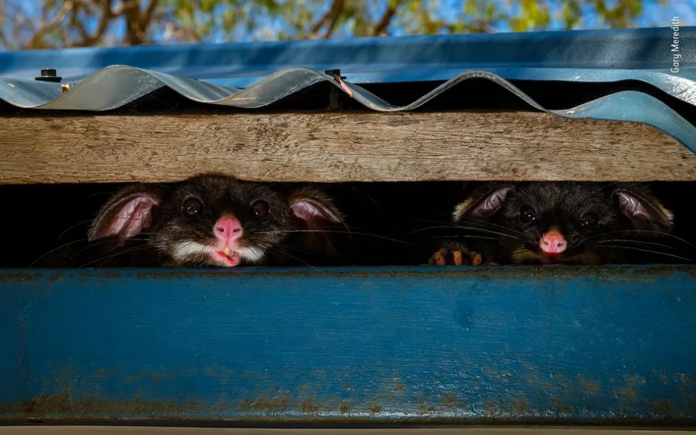 Wildlife Photographer of the Year 2020 Gives Gorgeous Glimpse of Natural World