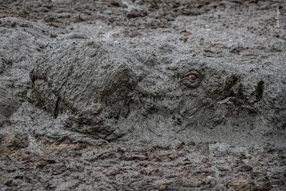 Wildlife Photographer of the Year 2020 Gives Gorgeous Glimpse of Natural World