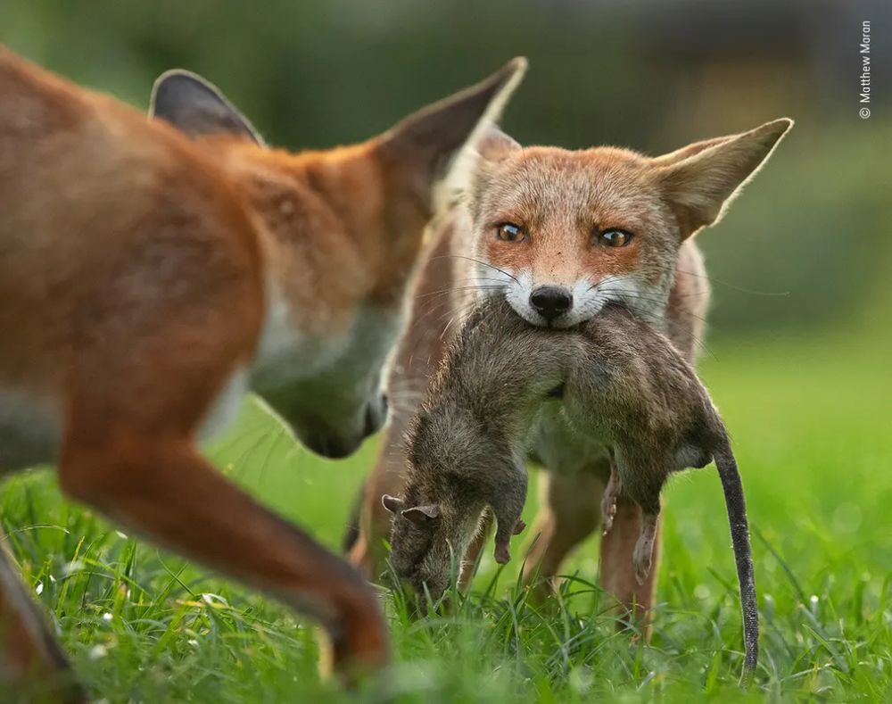 Wildlife Photographer of the Year 2020 Gives Gorgeous Glimpse of Natural World