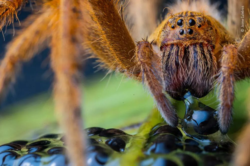 Wildlife Photographer of the Year 2020 Gives Gorgeous Glimpse of Natural World