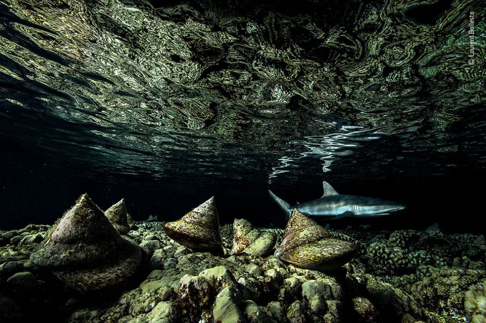 Wildlife Photographer of the Year 2020 Gives Gorgeous Glimpse of Natural World