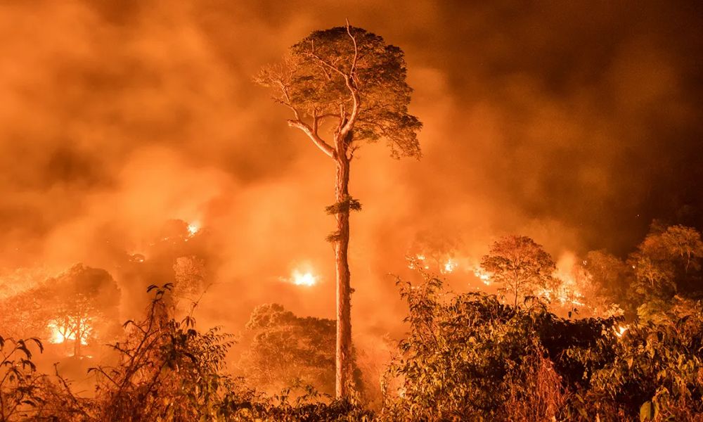 Wildlife Photographer of the Year 2020 Gives Gorgeous Glimpse of Natural World